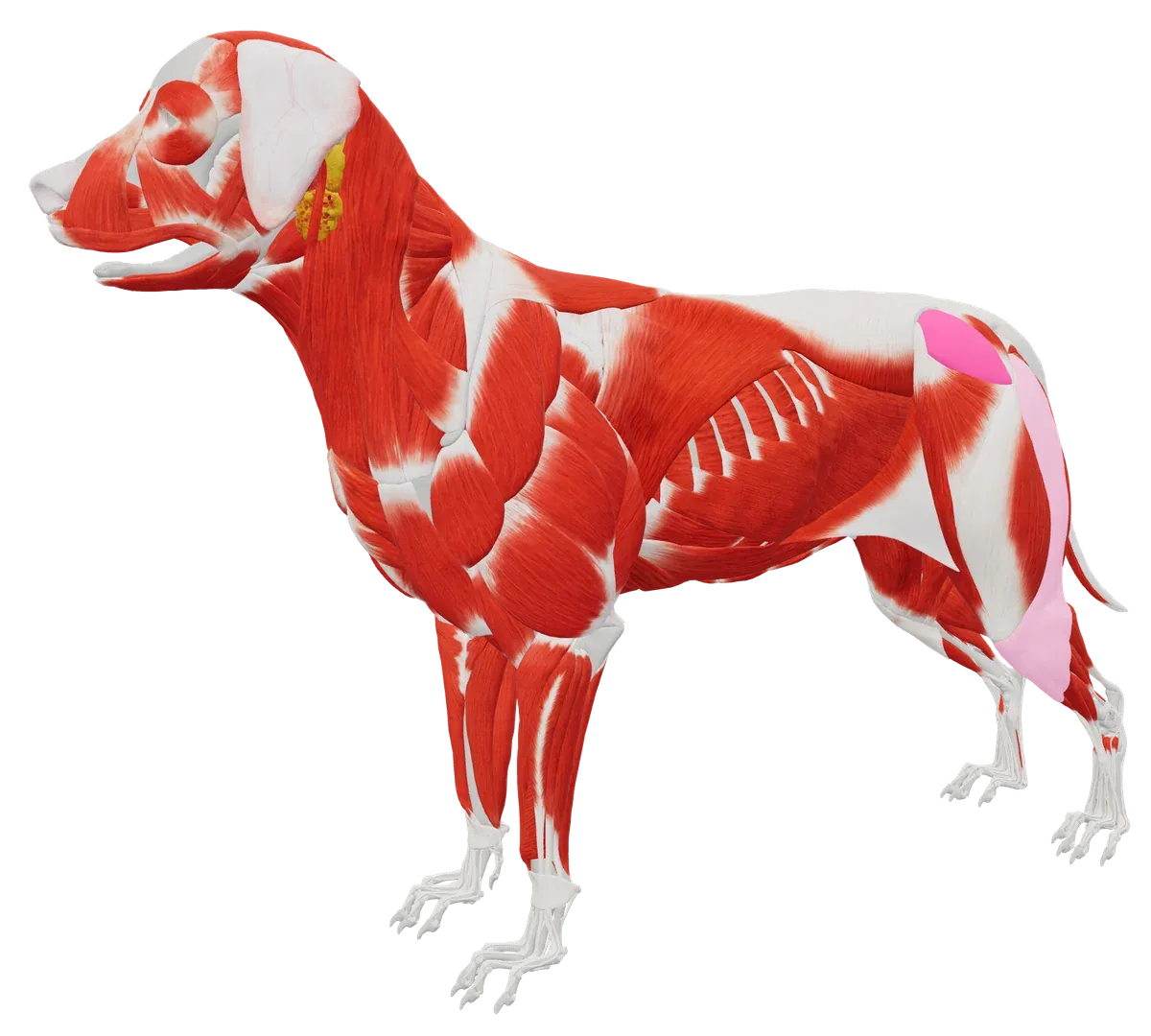 TheraTaps 3D-hundemodel, gennemlyst lag for lag: pels, skelet og muskler, med M. gluteus medius venstre markeret som fund