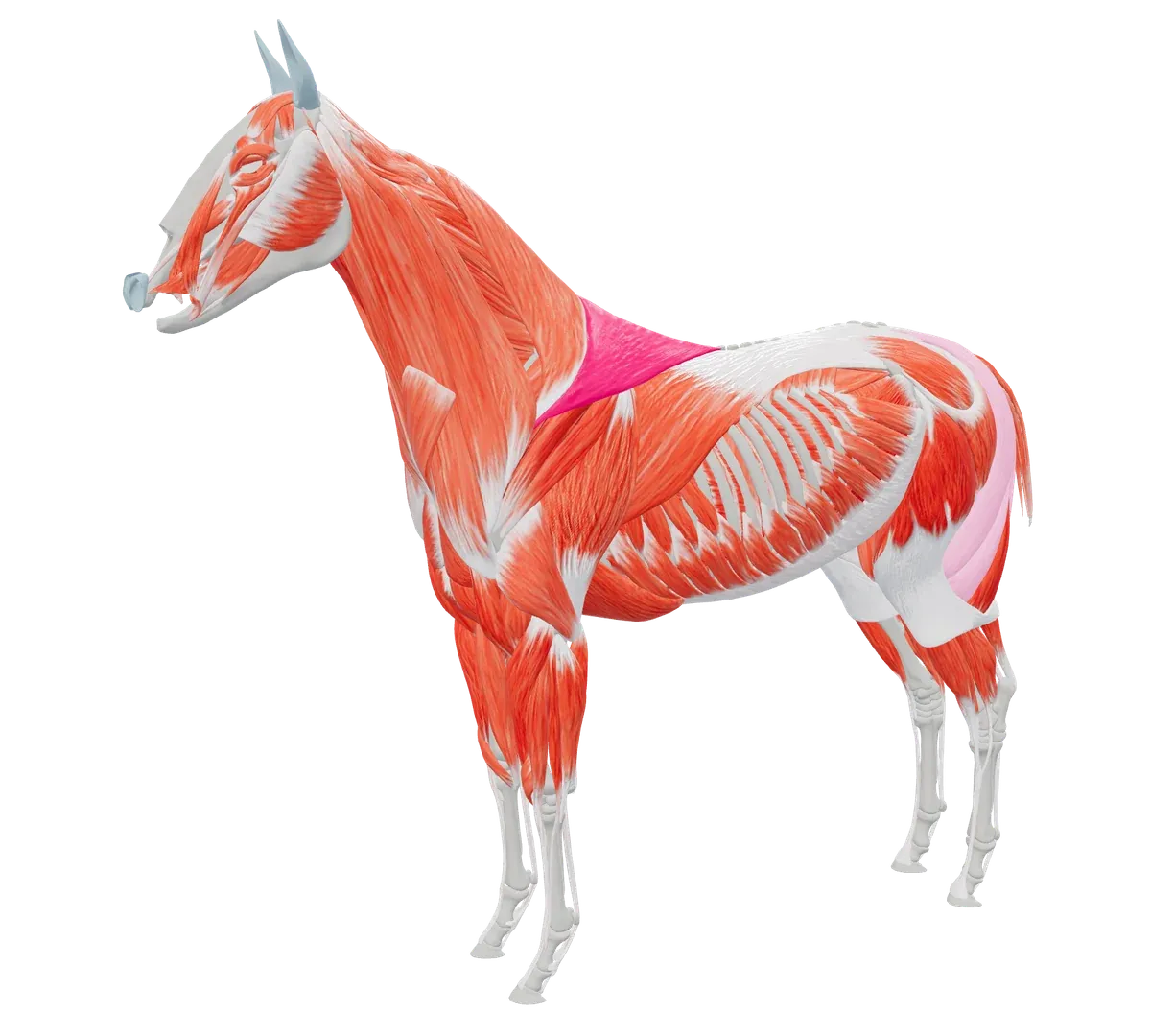 TheraTaps 3D-hestemodel, gennemlyst lag for lag: hud, skelet og muskler, med M. trapezius venstre markeret som fund