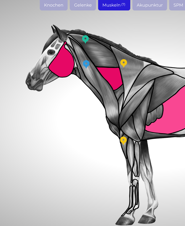 Sæt individuelle markører