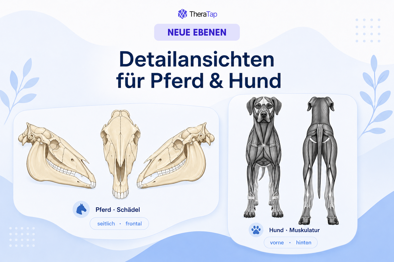Nye modellag: hestekranie og hundemuskulatur